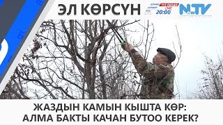 ЖАЗДЫН КАМЫН КЫШТА КӨР: АЛМА БАКТЫ КАЧАН БУТОО КЕРЕК?