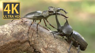 【ASMR】ミヤマクワガタとカブトムシの「決闘の音」