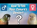 Conure Gender | Is Your Conure A Male Or Female? | TheParrotTeacher