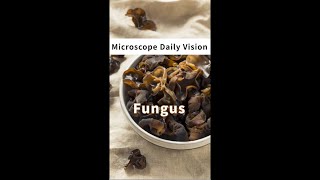 [Swift Daily Vision] #Stellar1 compound microscope with the fungus #microscopy #microscope