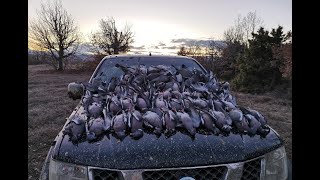 ΚΥΝΗΓΙ ΦΑΣΣΑΣ Νο56: ΚΑΡΤΕΡΙ ΣΤΟ ΠΕΡΑΣΜΑ  hunting wood pigeon TAHTALI AVI CHASSE aux PALOMBES