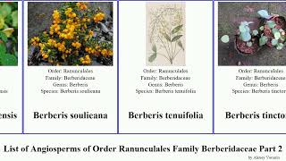 List of Angiosperms of Order Ranunculales Family Berberidaceae Part 2 berberis epimedium barberry