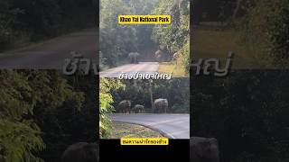 ช้างป่าเขาใหญ่  สัตว์ป่าน่ารัก อุทยานแห่งชาติเขาใหญ่ - Khao Yai National Park