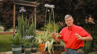 Care \u0026 Feeding of Agapanthus