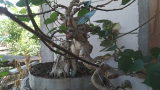 Semangat Buat Bonsai Waru Doyong Usia 3 Minggu dari Dongkel