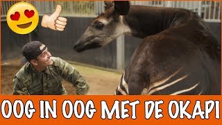 De geheimzinnige OKAPI | DierenpraatTV