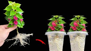 Just use rice water! Bougainvillea will root like crazy