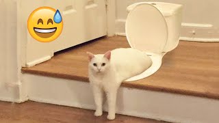 Try Not To Laugh Dogs And Cats 😁 - Best Funniest Animals  2024 - Part 49