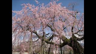 信州の一本桜「舞台桜」2022年