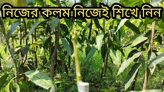 নিজের কলম নিজেই করে নিন।। আমের কলম কিভাবে করবেন শিখে নিন।।