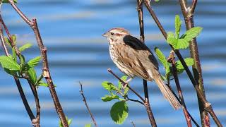 Bruant chanteur - Song Sparrow