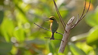 Birds of Gambia 2024