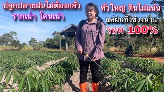 หมดกังวลปัญหาเรื่องรากเน่าโคนเน่าสำหรับมันปลายฝน