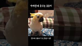 [다시 보고 싶은 영상] 쿠션 방어벽 믿고 큰소리 치는 아빠 / 김몽몽 날아올라 차기 기술 습득 전