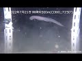 【駿河湾深海生物映像図鑑】ヌタウナギ２