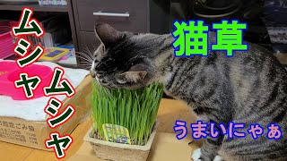 ＃281　久しぶりの猫草に夢中になって食べる猫　Cat after a long absence Cat eats absorbed in grass