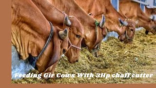 Cow feeding using 3HP chaff cutter morning routine of farmers