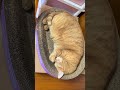 一盆猫这是我的小猪猫