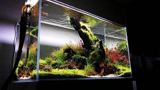 90cm Nature aquarium | Prodibio Interzoo by Balbi