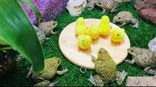 Bullfrog vs baby ducks 🦆 funny frog #frog