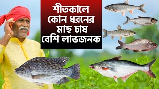 শীতকালে কোন ধরনের মাছ চাষ বেশি লাভজনক || Which fish is suitable and profitable in winter