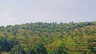 #KEINDAHAN PERKEBUNAN POKOK DURIAN DAN CEMPEDAK DI ATAS BUKIT