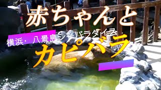 【赤ちゃんも】カピバラ　横浜・八景島シーパラダイス　アクアリゾーツ　水族館