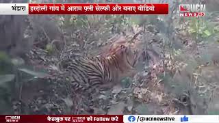 Bhandara - Tiger seen resting in Hardoli village.