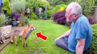A Fox Came to the Backyard and Begged for Help with Tears, Then the Man Saw Something Heartbreaking