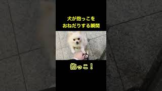 抱っこおねだり