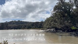 NZ 自然探検 Wenderholm Regional Park #旅行 #ニュージーランド #オークランド