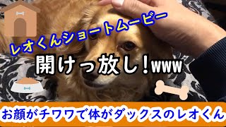 レオくん戸開けっ放し！(笑)(笑)【チワックスのレオくん】