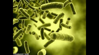 Billions of viruses and bacteria fall from the sky daily