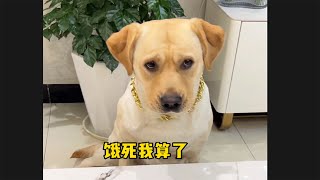 肉肉说了算🐶：这狗子是一点亏都不能吃 #肉肉说了算 #labrador #funnydogs