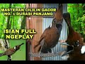 mp3 suara cililin rapat gacornya pancingan cililin semua jenis burung berjuara cara masteran cililin