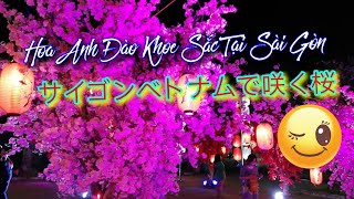 Hoa Anh Đào Tại Sài Gòn Đón Tết Tân Sửu 2021 / Cherry Blossom In Saigon Vietnam / Hy Ho