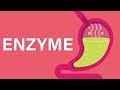 What are Enzymes?