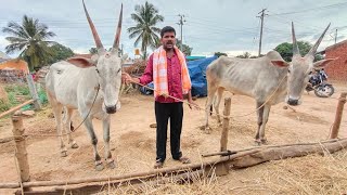 btk koppalu bettadapura hallikar ox pair 105000 price working ox pair