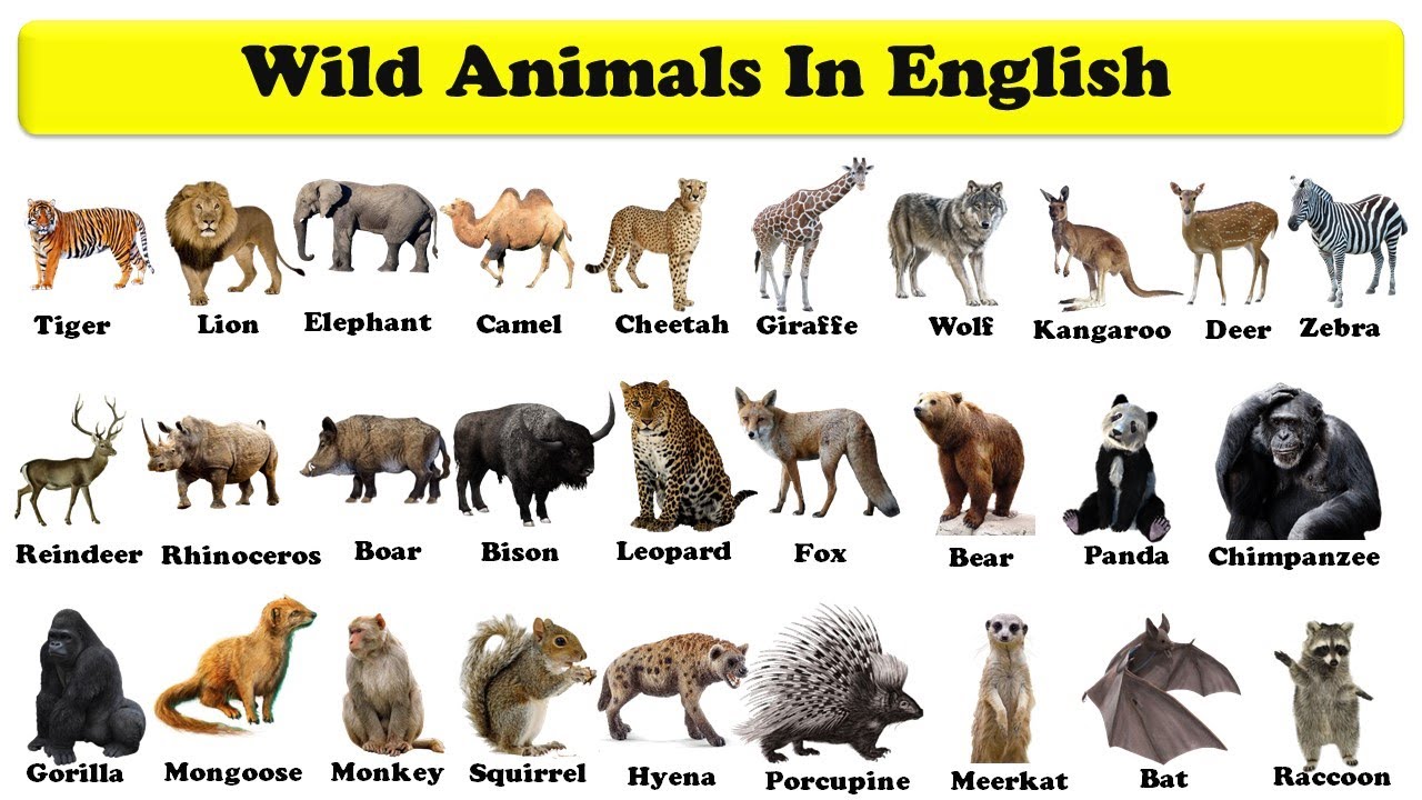 Wild Animals Pictures With Names And Information Wild Animals Name