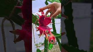 ছাদবাগানের প্রথম Dragon ফল 😍 #rooftopgarden #plantation #dragonfruit #trending #viralshort #fruit