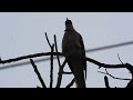 large hawk cuckoo bird_calls birds wildlife largehawkcuckoo