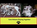 Funny Cats & Cute Kittens Playing Together 😹 😻 | KitCat Hit