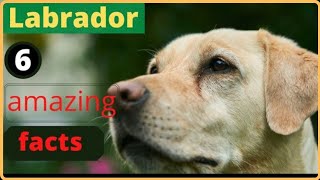 Labrador 6 amazing facts /#shorts #youtubeshorts #trending