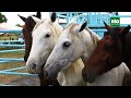 conoce la importancia del caballo criollo venezolano rio verde