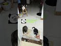 养猫人的浴室门口~cats are waiting outside the bathroom door cat pets 猫咪的迷惑行为 小猫治愈世界 猫咪 猫咪日常