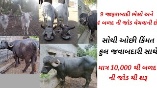 9 જાફરાબાદી ભેસો અને 4 જોડી બળદ વેચવાના છે સારામાં સારા પશુ વેચવાના છે