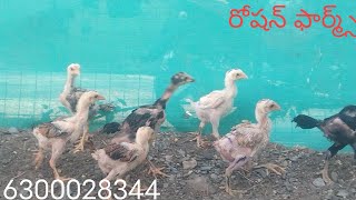 6300028344. టు టాప్ క్వాలిటీ 10 పిల్లల బ్యాచ్