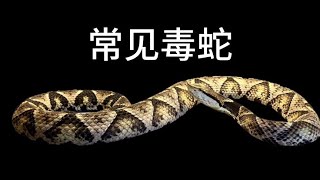 常见毒蛇，大家见过哪几种？#五步蛇 #眼镜王蛇#眼镜蛇 #竹叶青