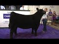 4H and FFA Sale of Champions