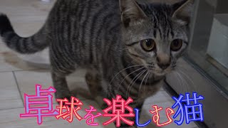 卓球を楽しむ猫　＃Shorts